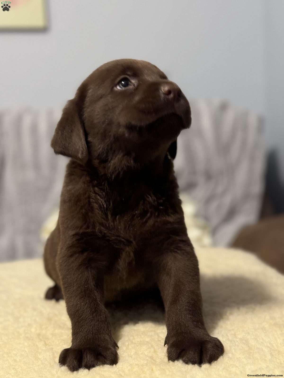 Chocolate Labrador Retriever