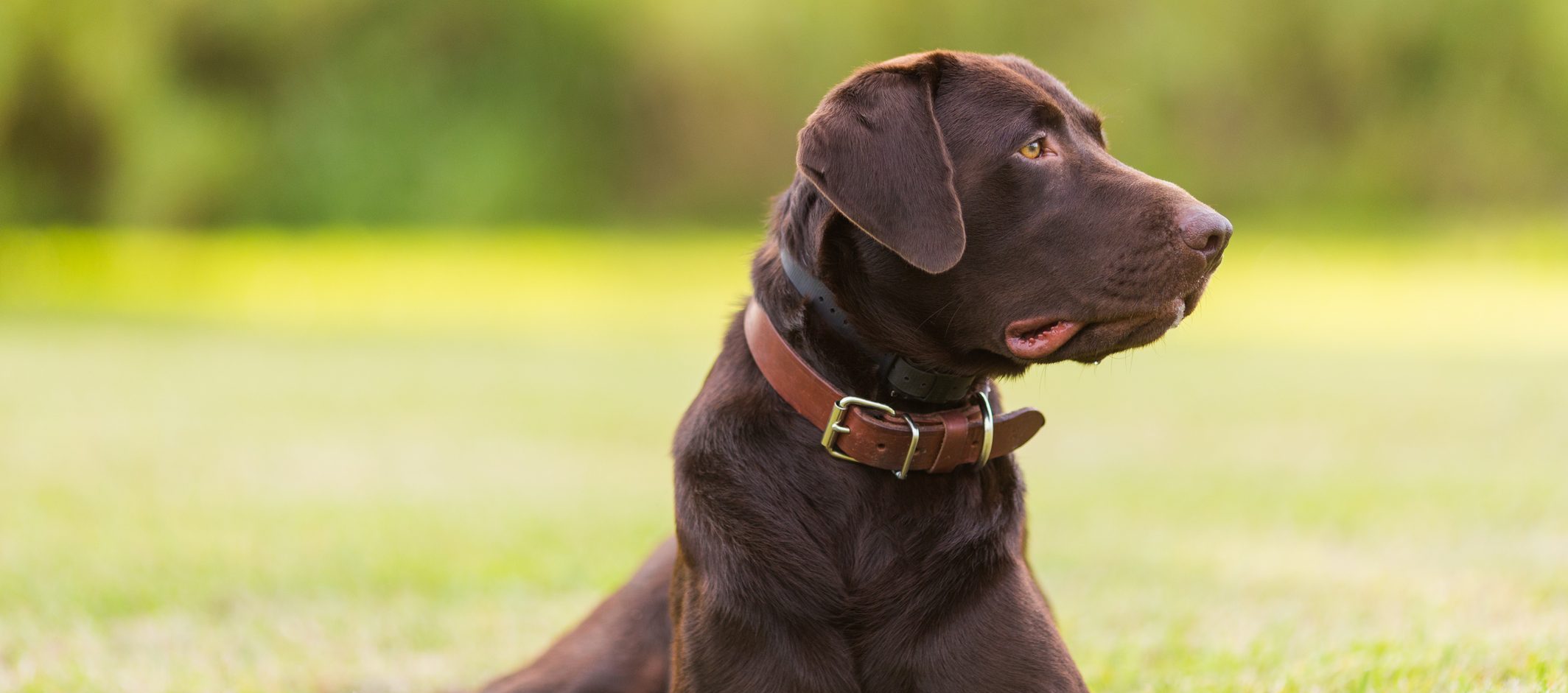 Chocolate Labrador Retriever