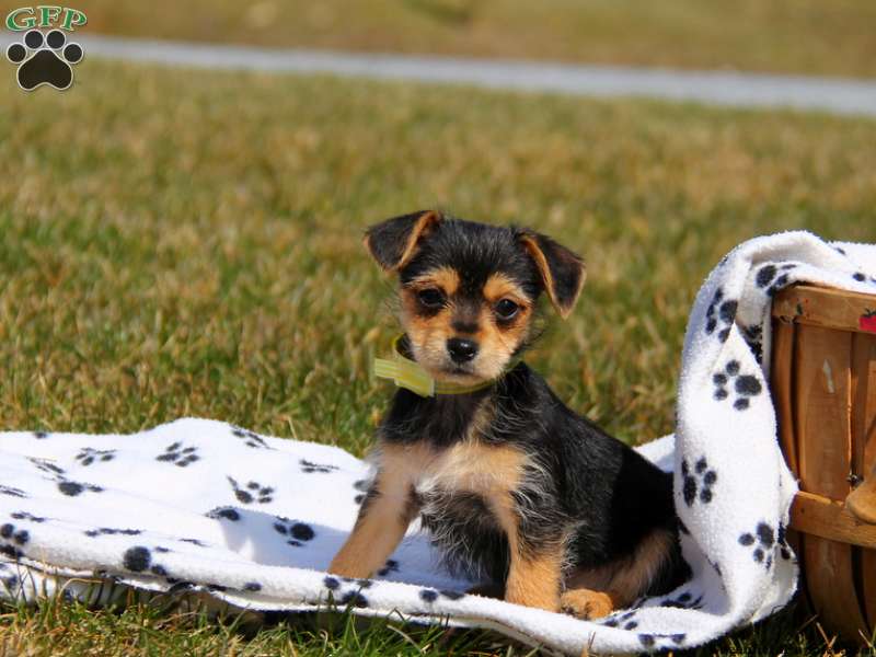 Chorkie
