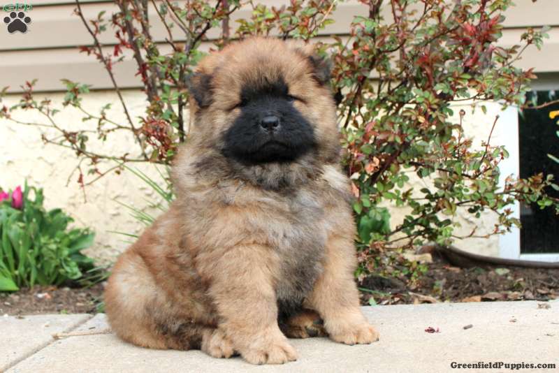 Chow Chow
