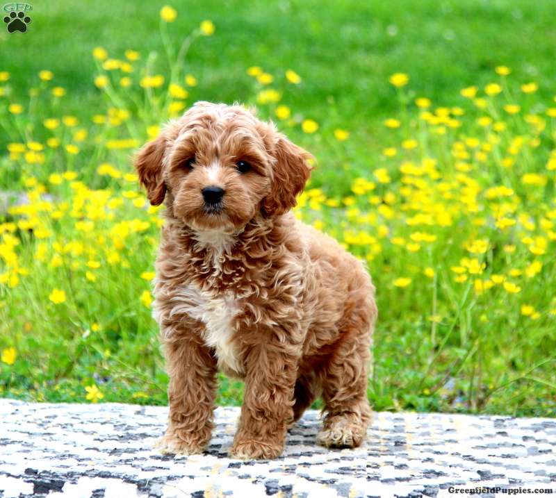 Cockapoo