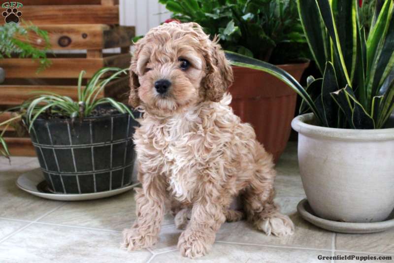 Cocker Spaniel Mix