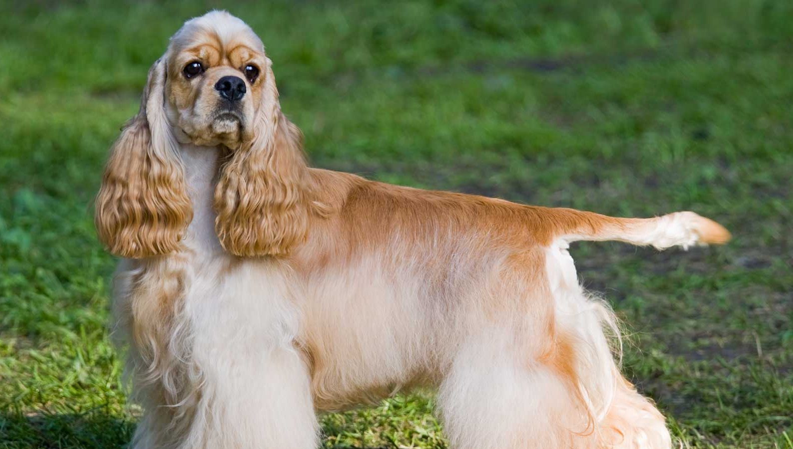 Cocker Spaniel