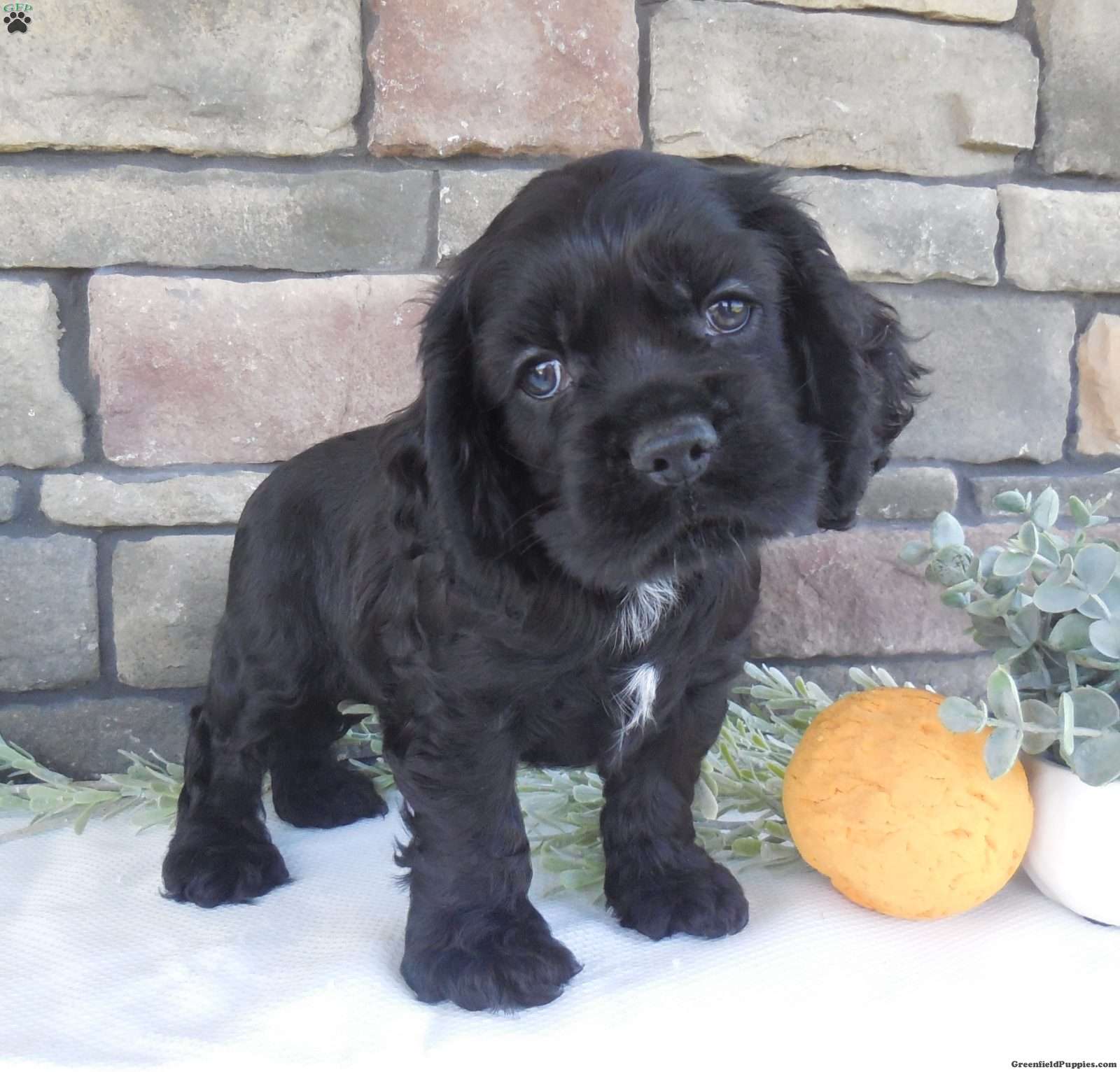 Cocker Spaniel
