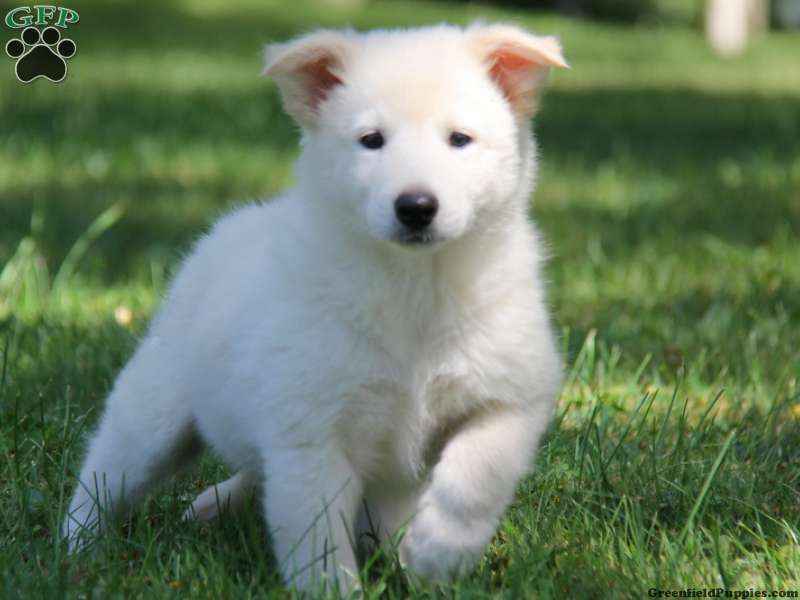 Collie Mix
