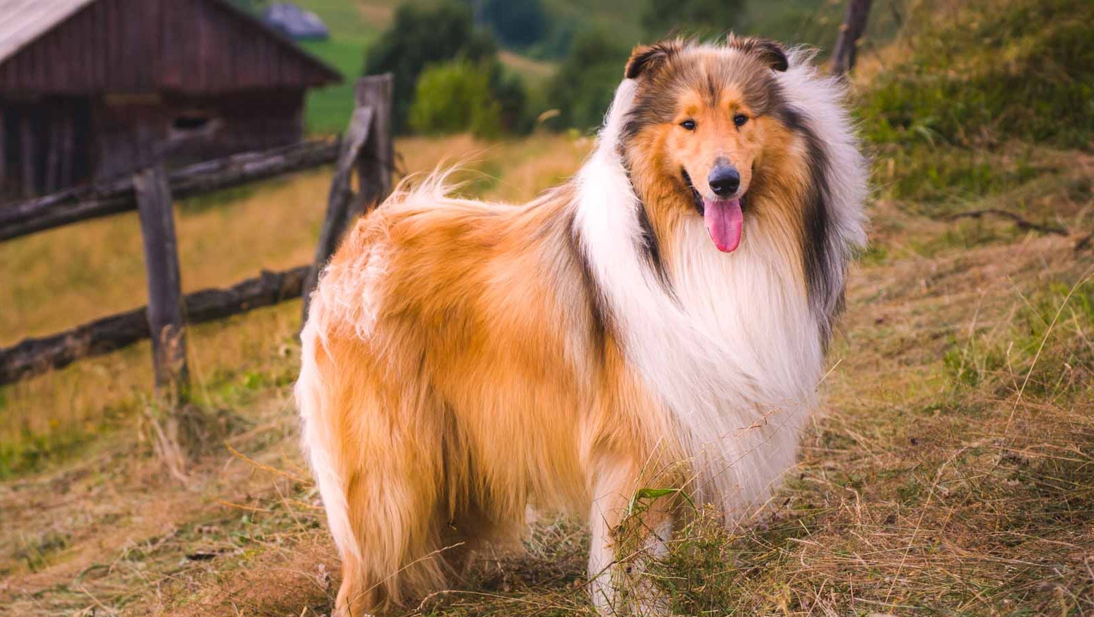 Collie