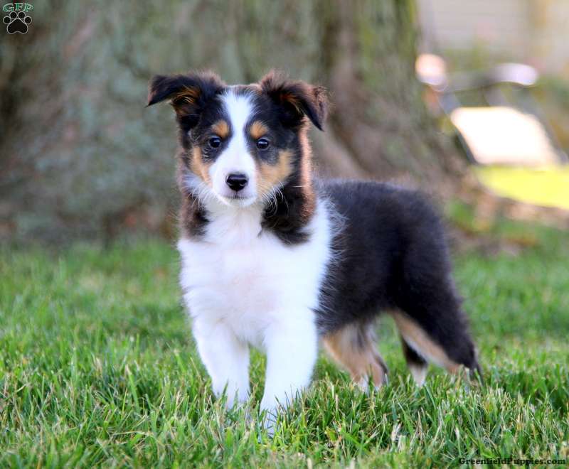 Collie