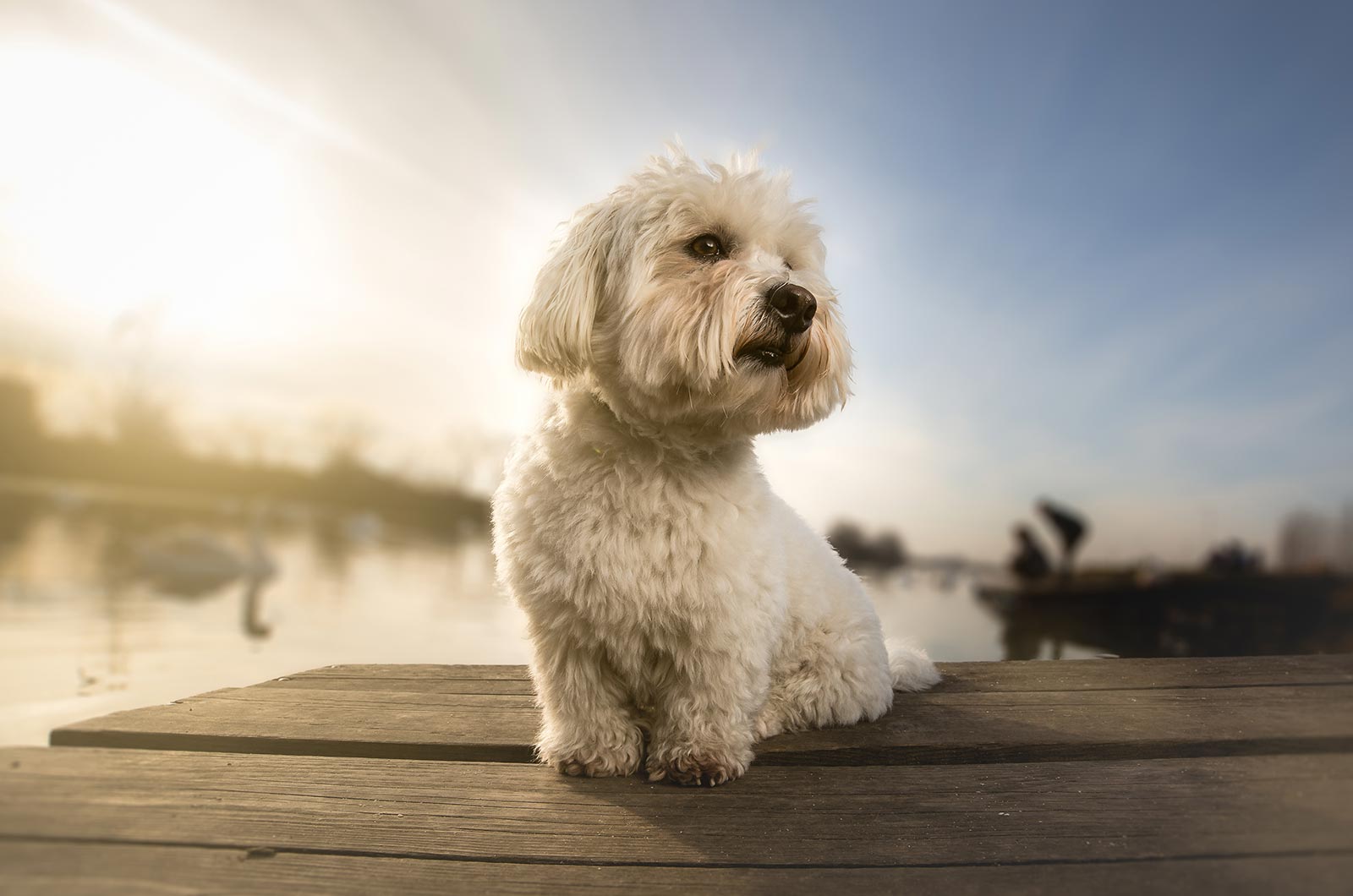 Coton de Tulear