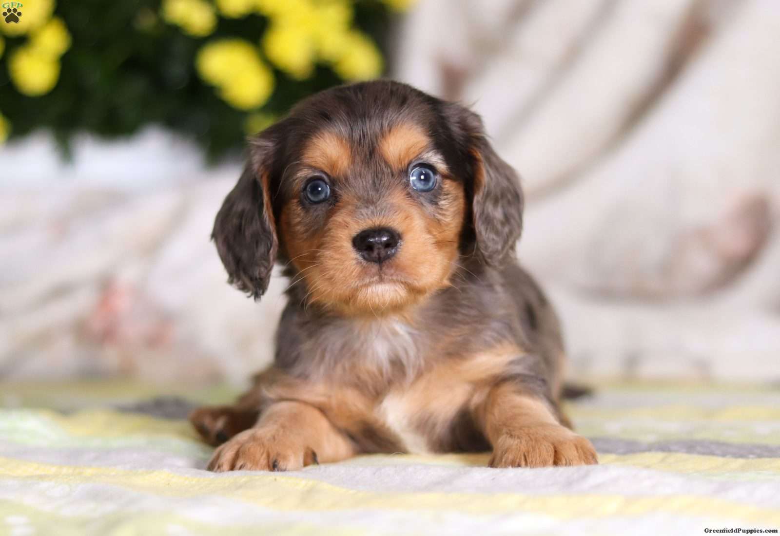 Dachshund Mix