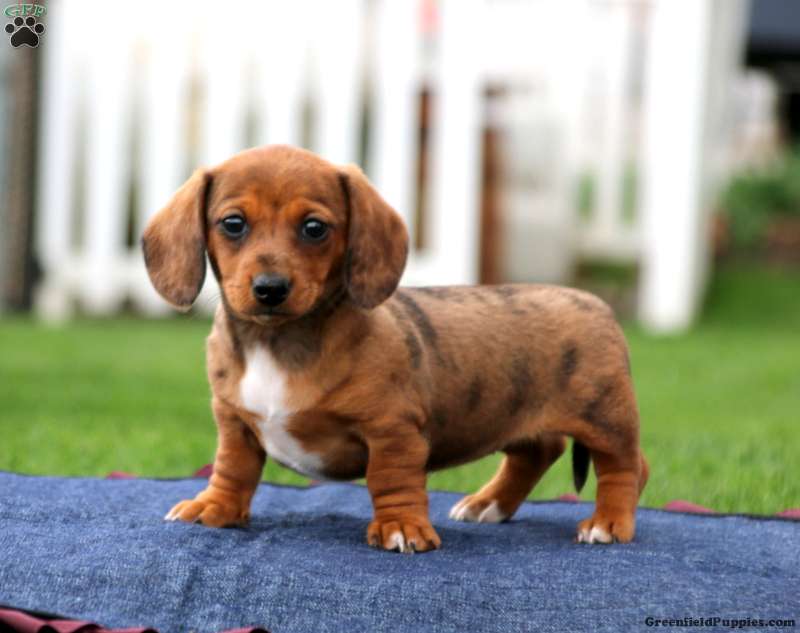 Dachshund
