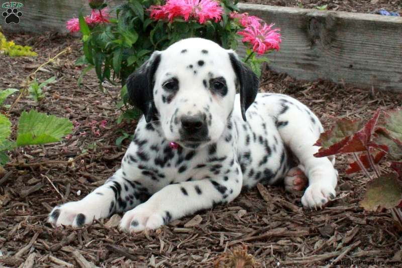 Dalmatian