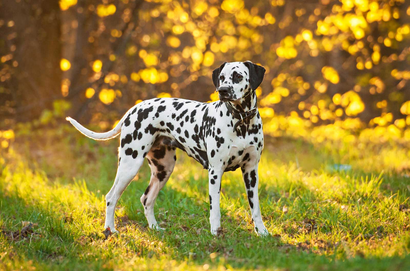 Dalmatian