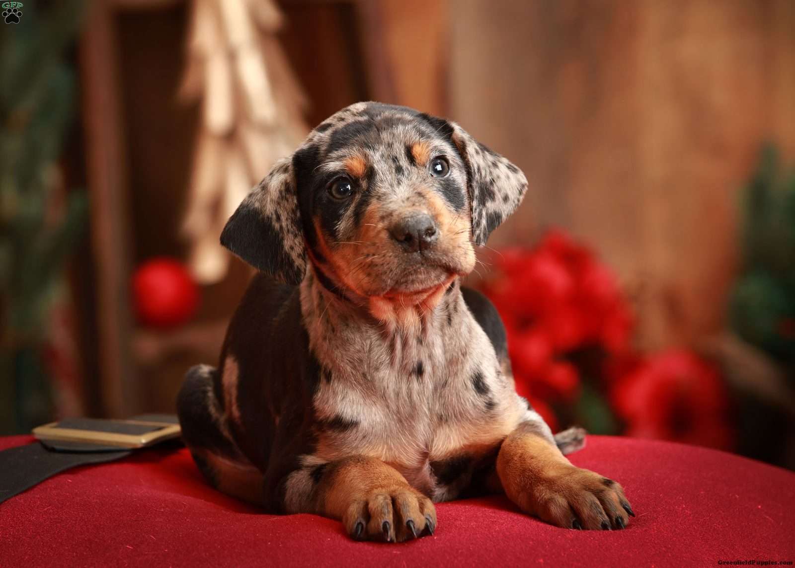 Doberman Mix