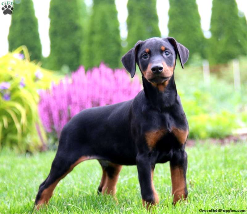Doberman Pinscher