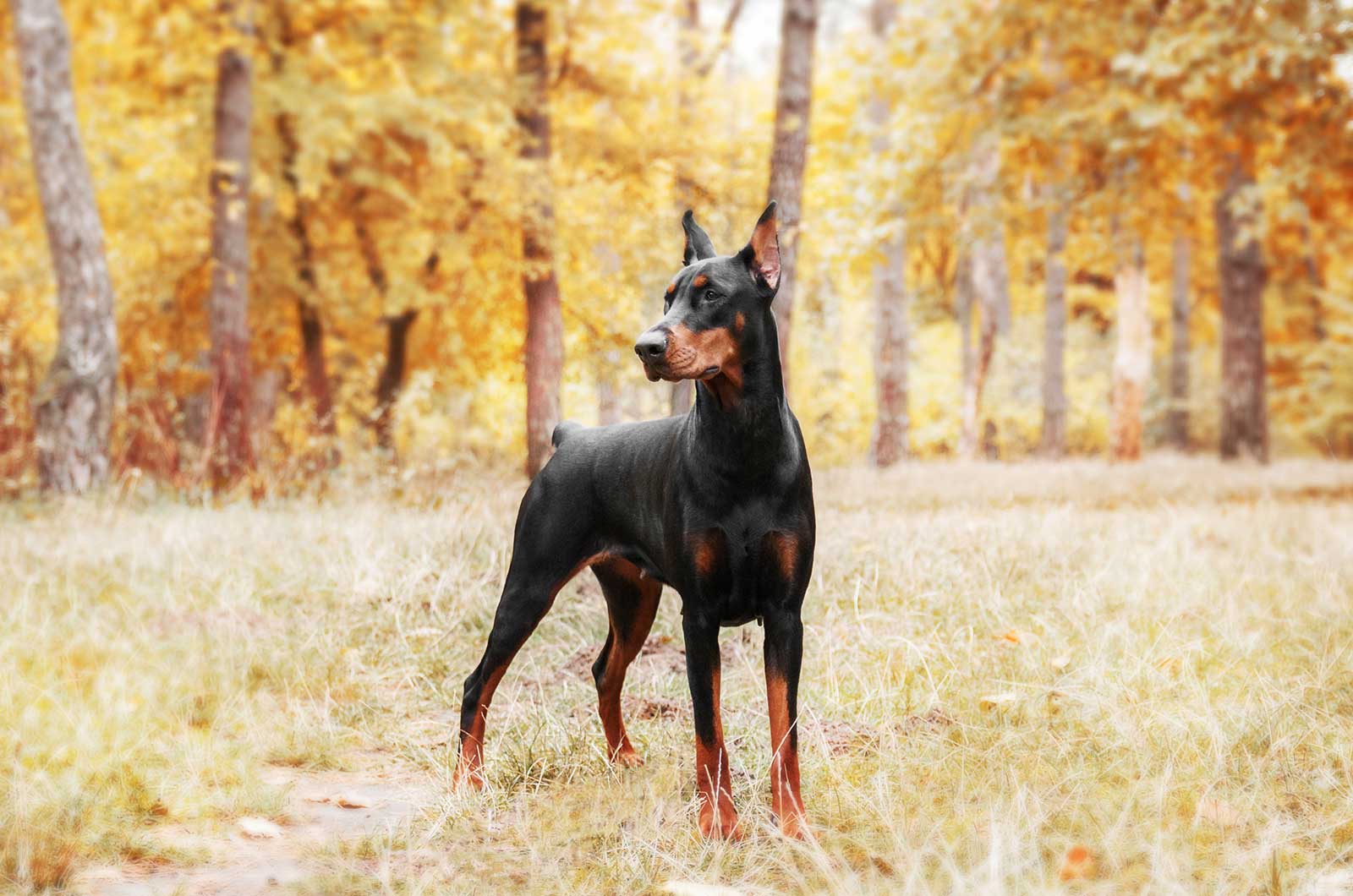 Doberman Pinscher