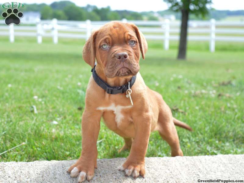 Dogue De Bordeaux/French Mastiff