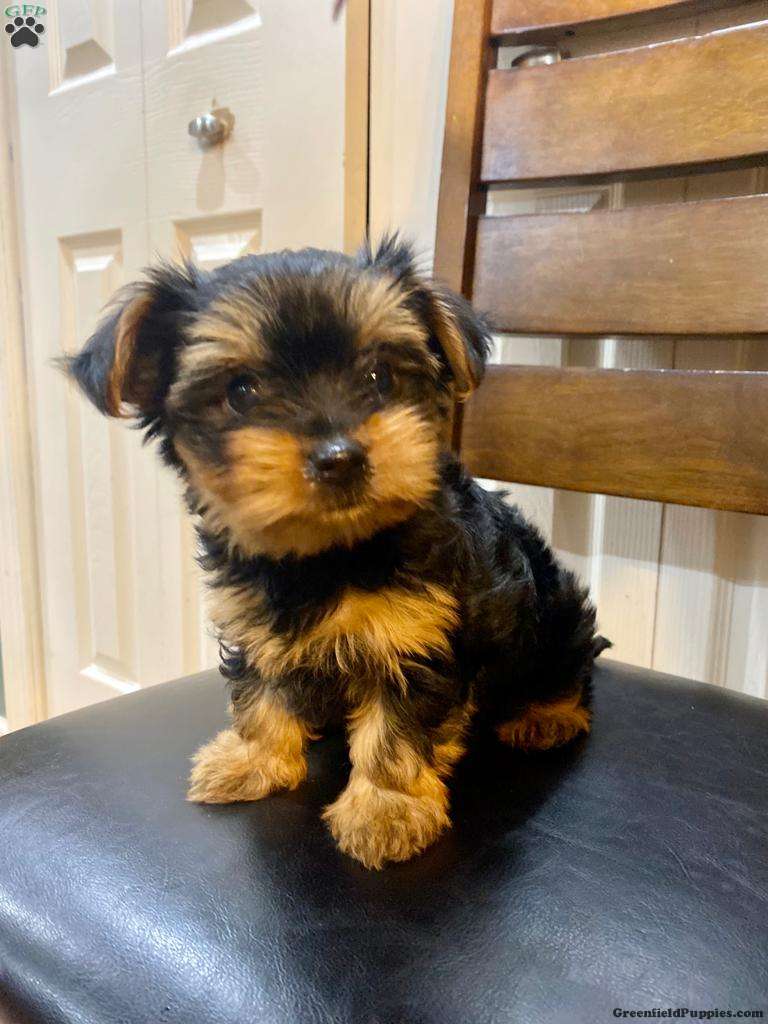 Dorkie
