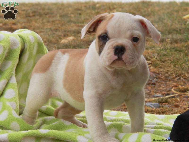 EngAm Bulldog