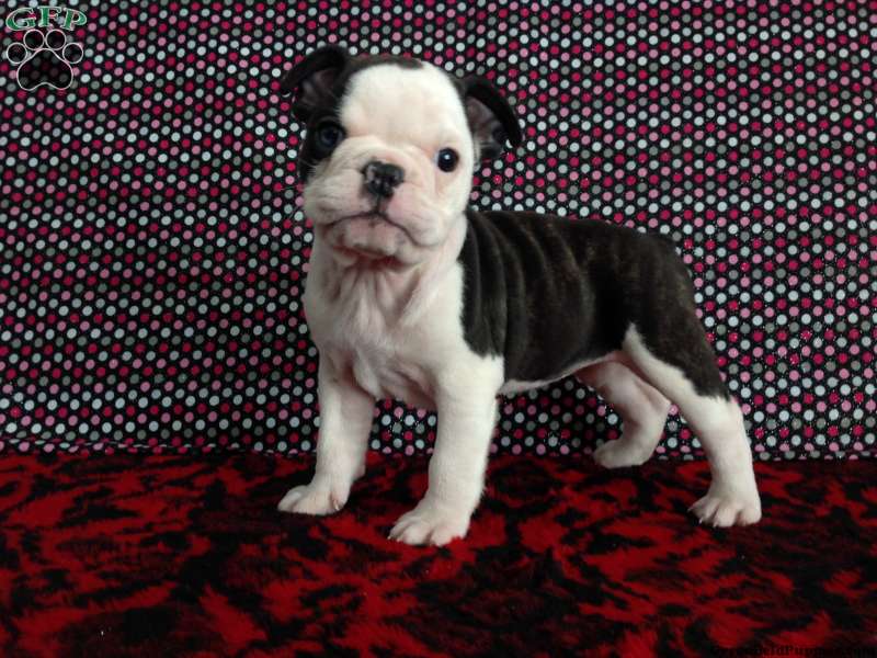 English Boston-Bulldog