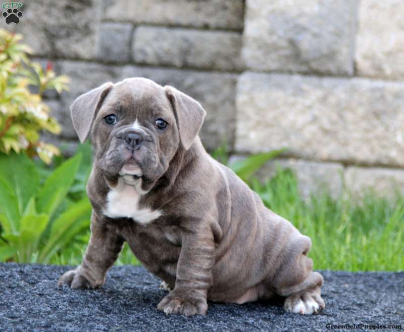 English Bulldog Mix