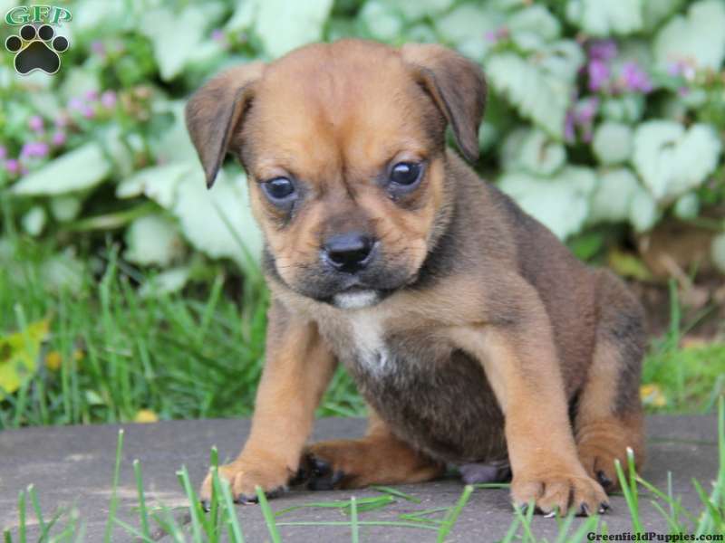 English Bullweiler