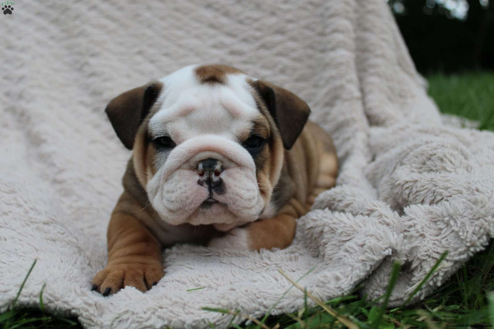 English Bulldog