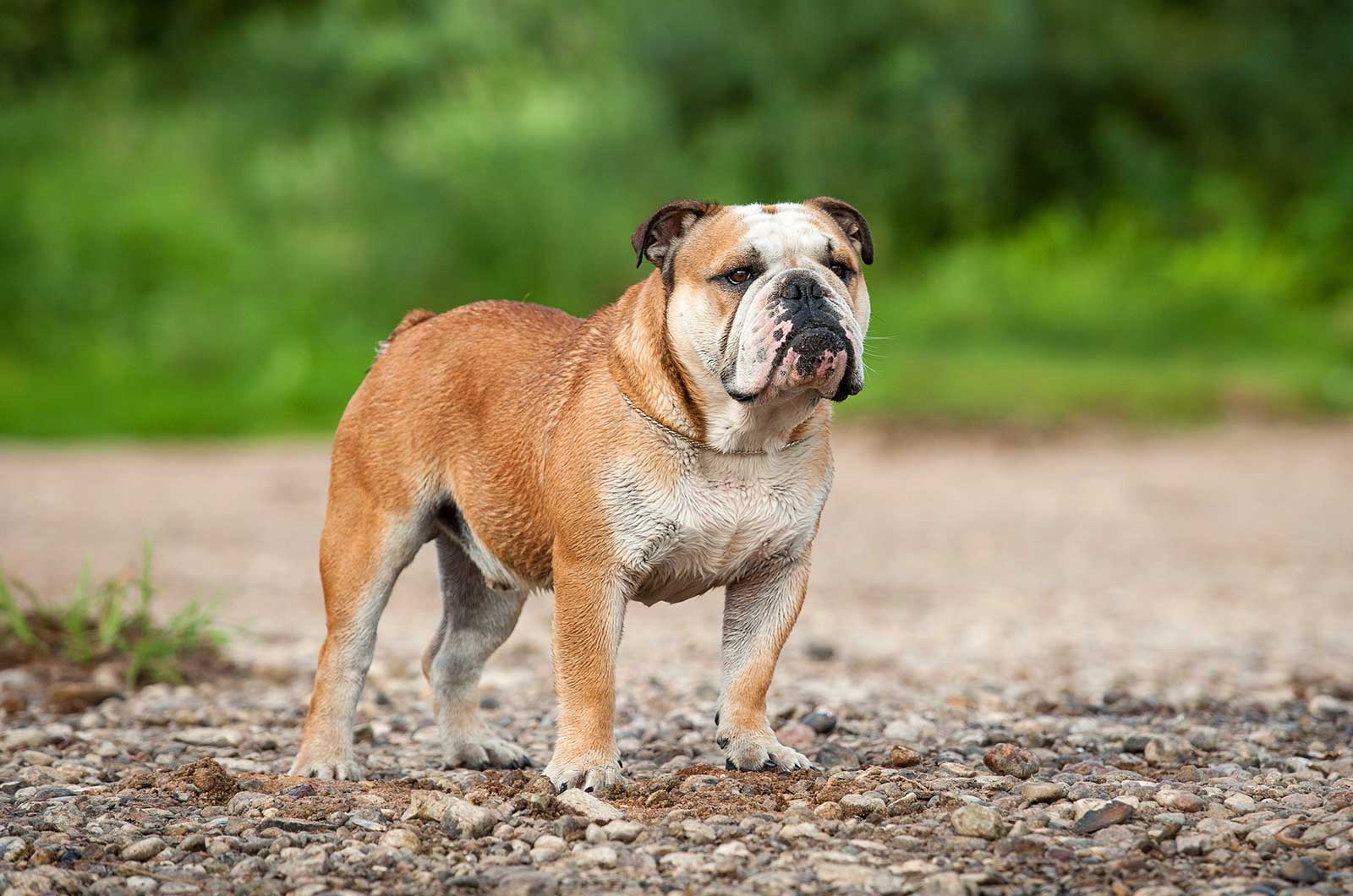 English Bulldog