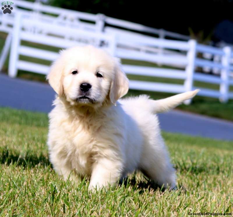 English Cream Golden Retriever