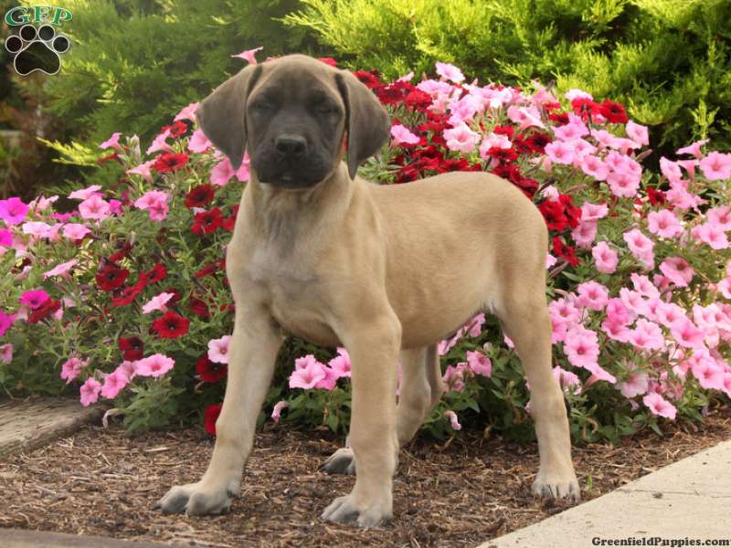 English Mastiff Mix