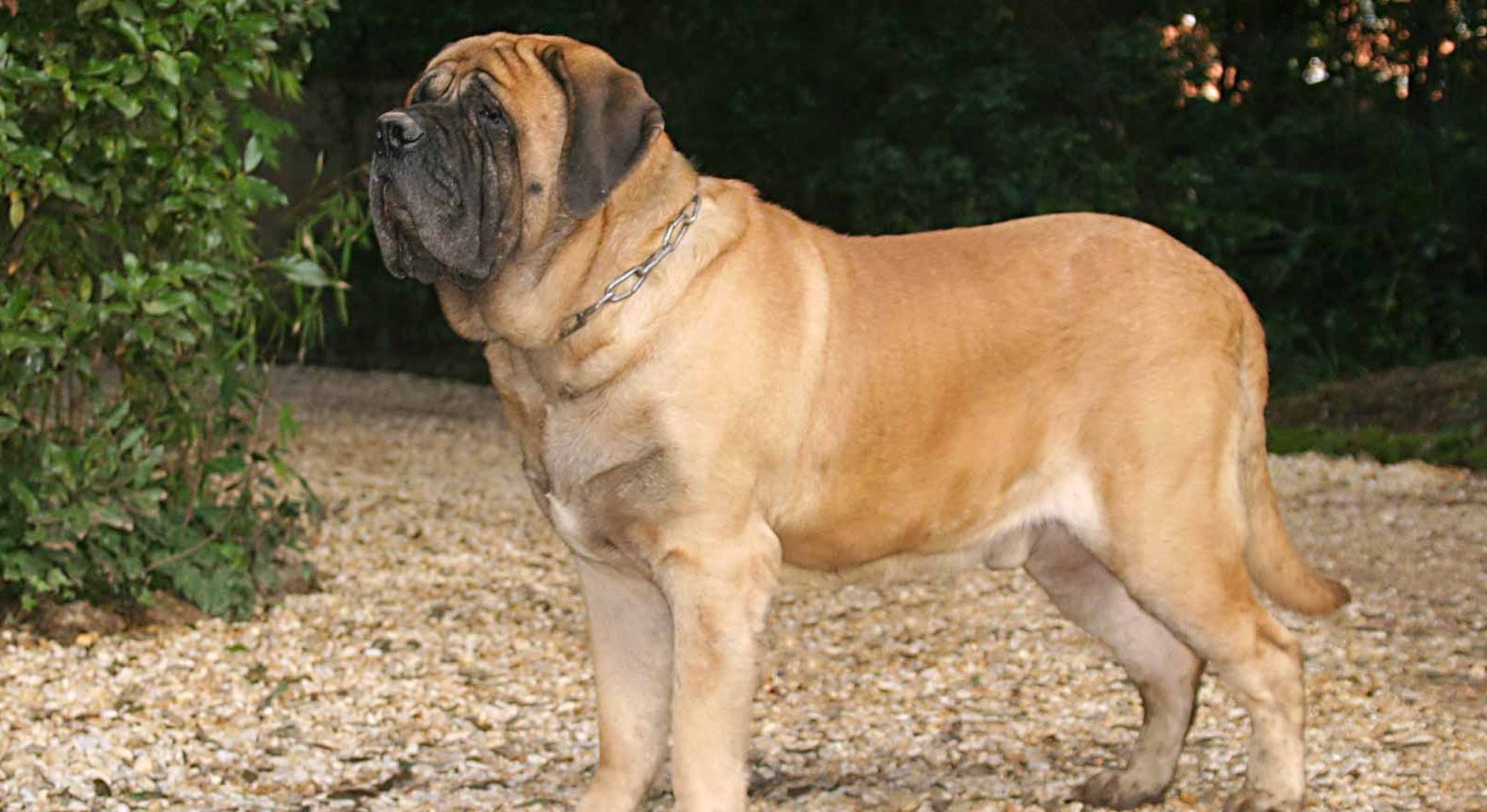 English Mastiff