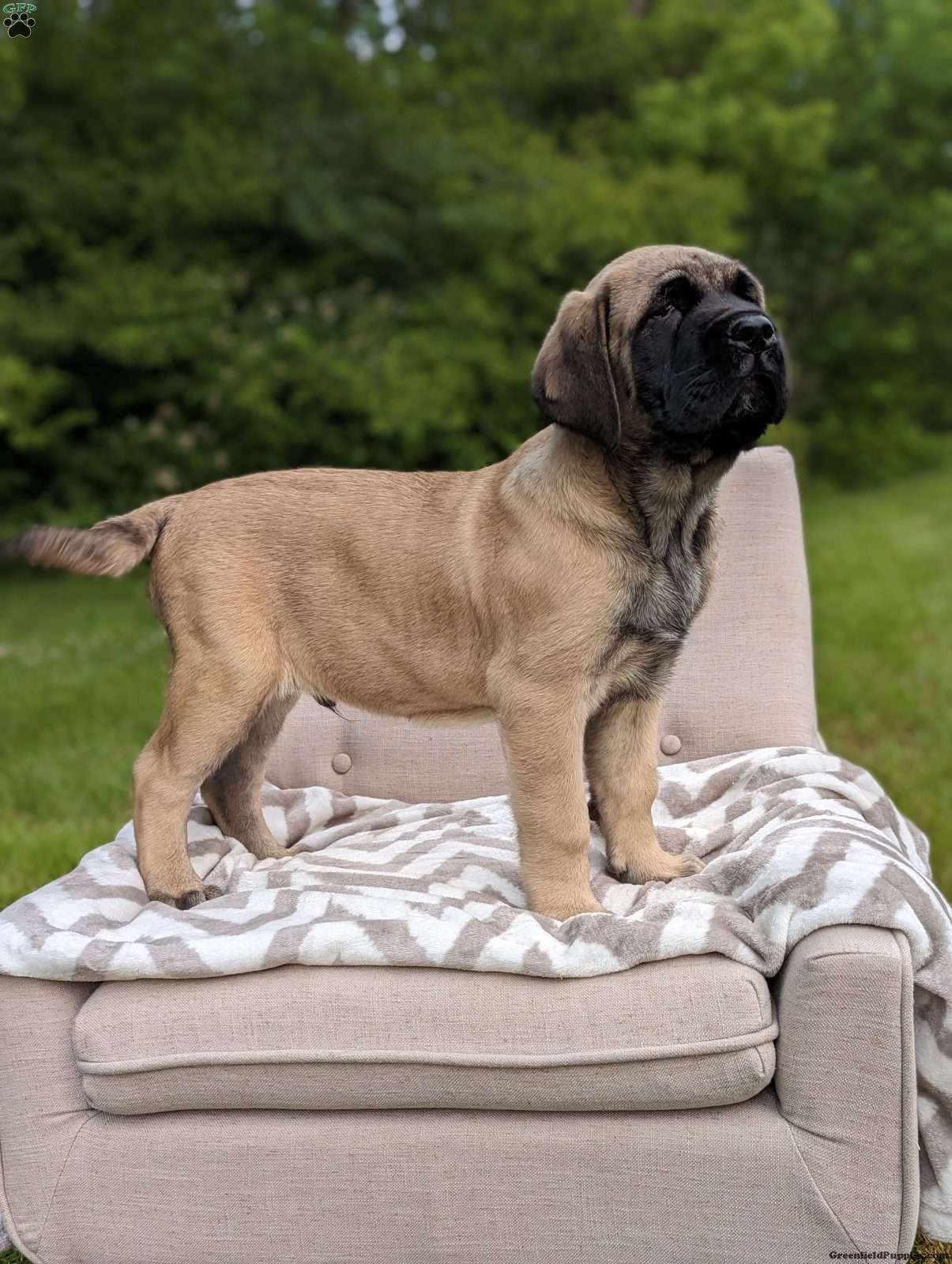 English Mastiff