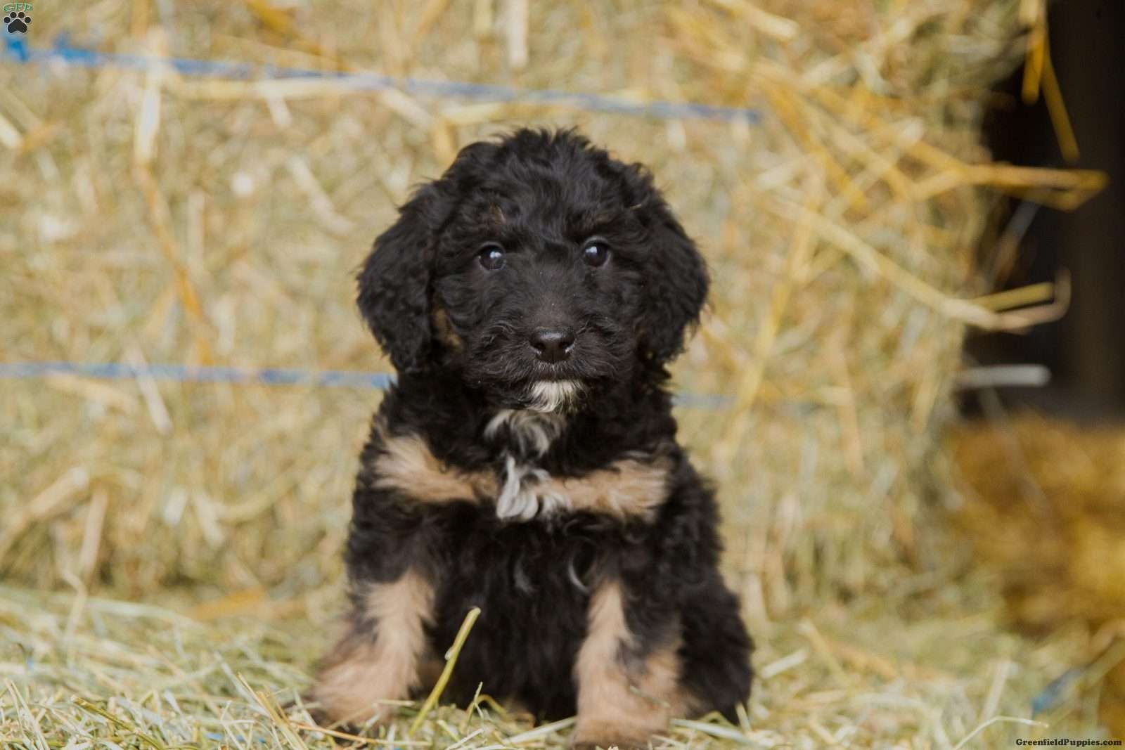 English Shepherd