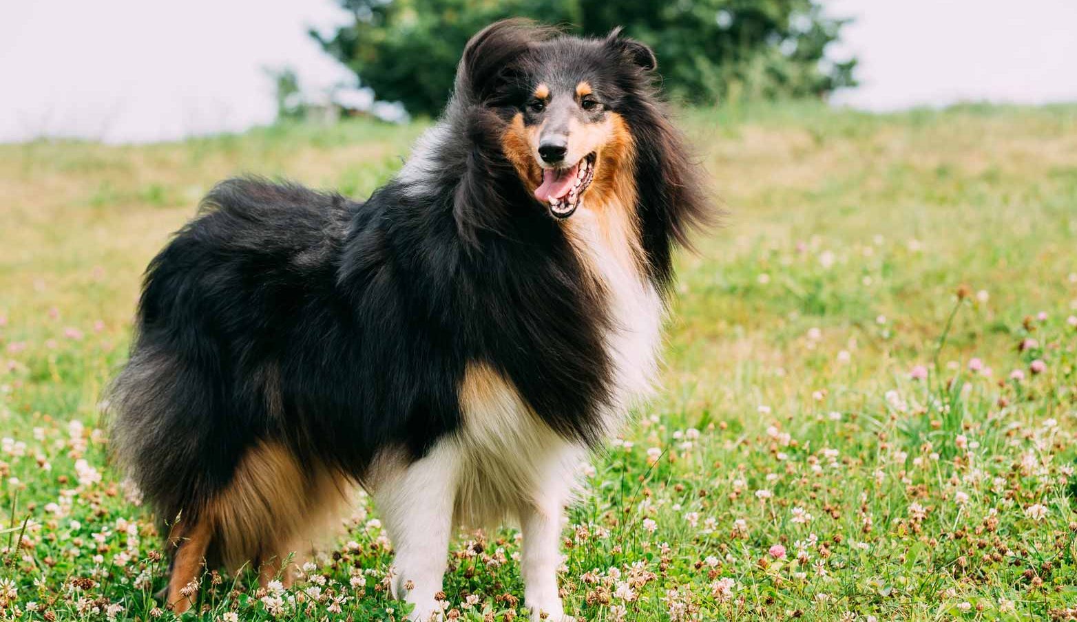 English Shepherd