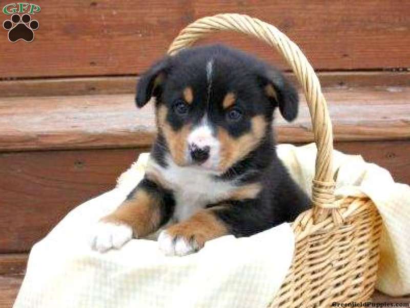 Entlebucher Mountain Dog