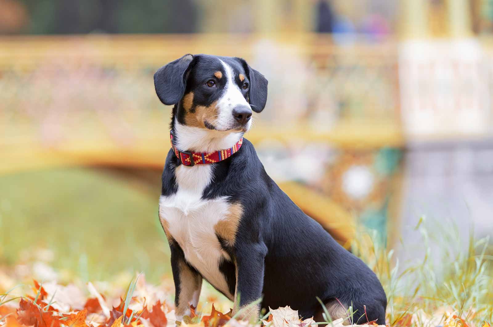 Entlebucher Mountain Dog