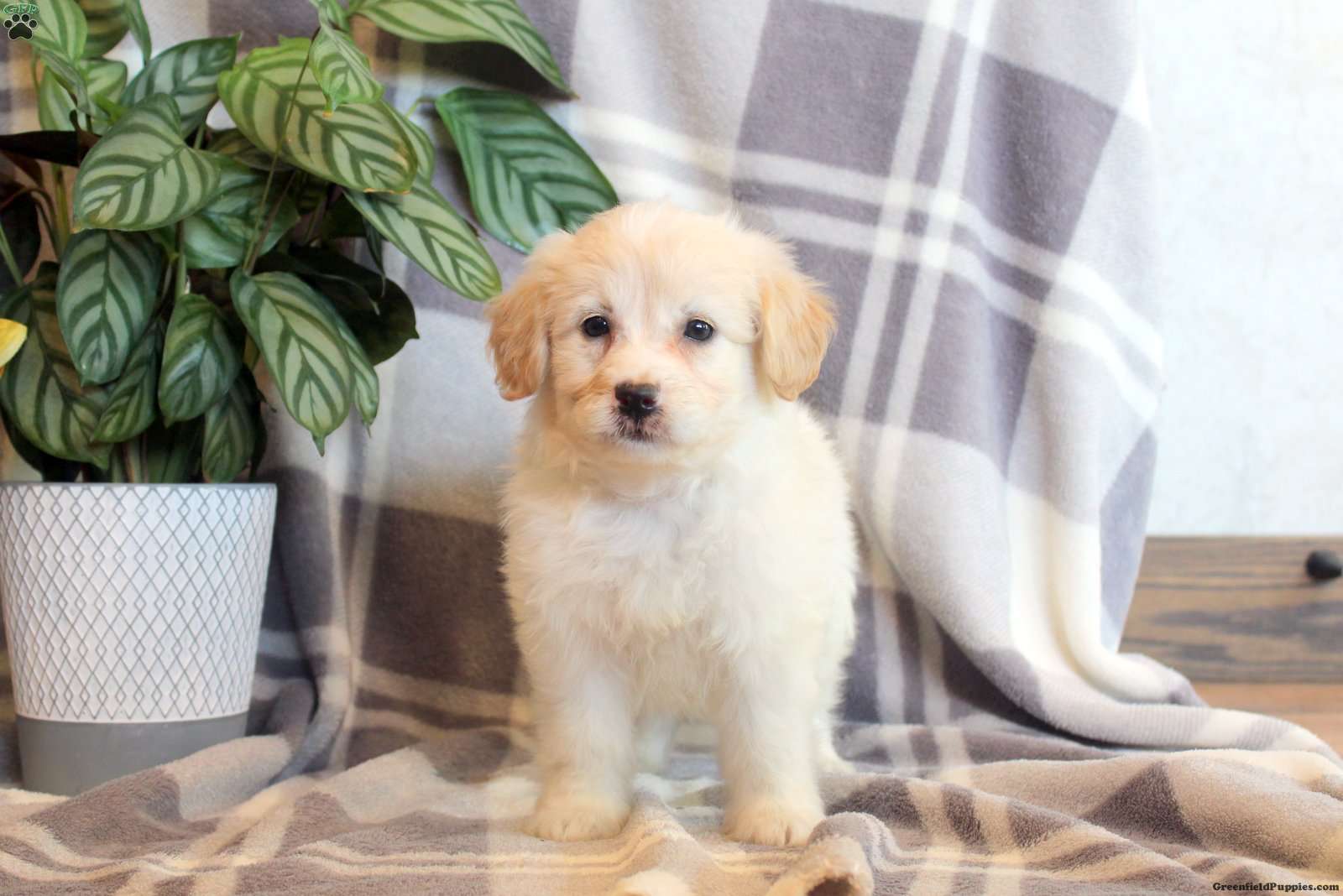 Eskipoo