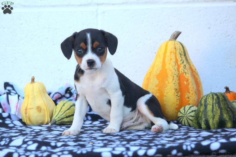 Fox Terrier Mix