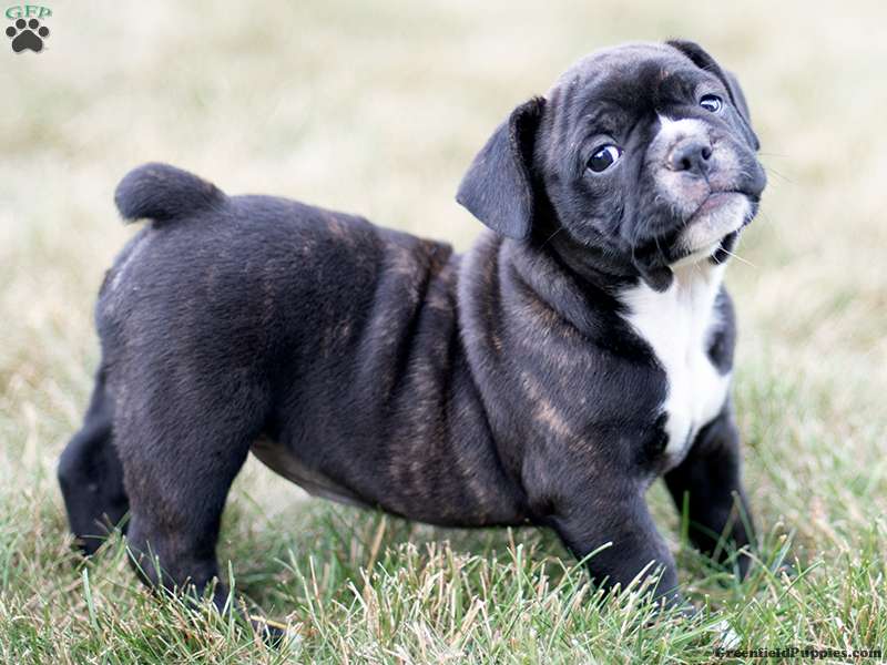 French Bulldog Mix