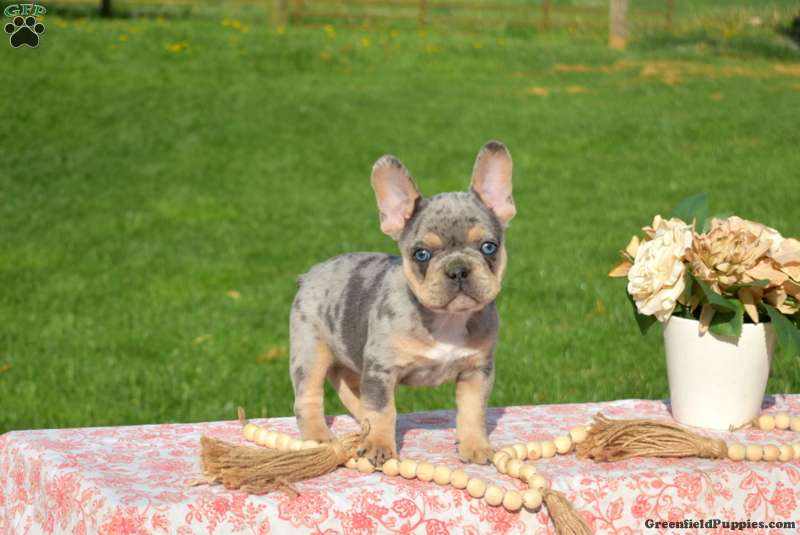 French Bulldog