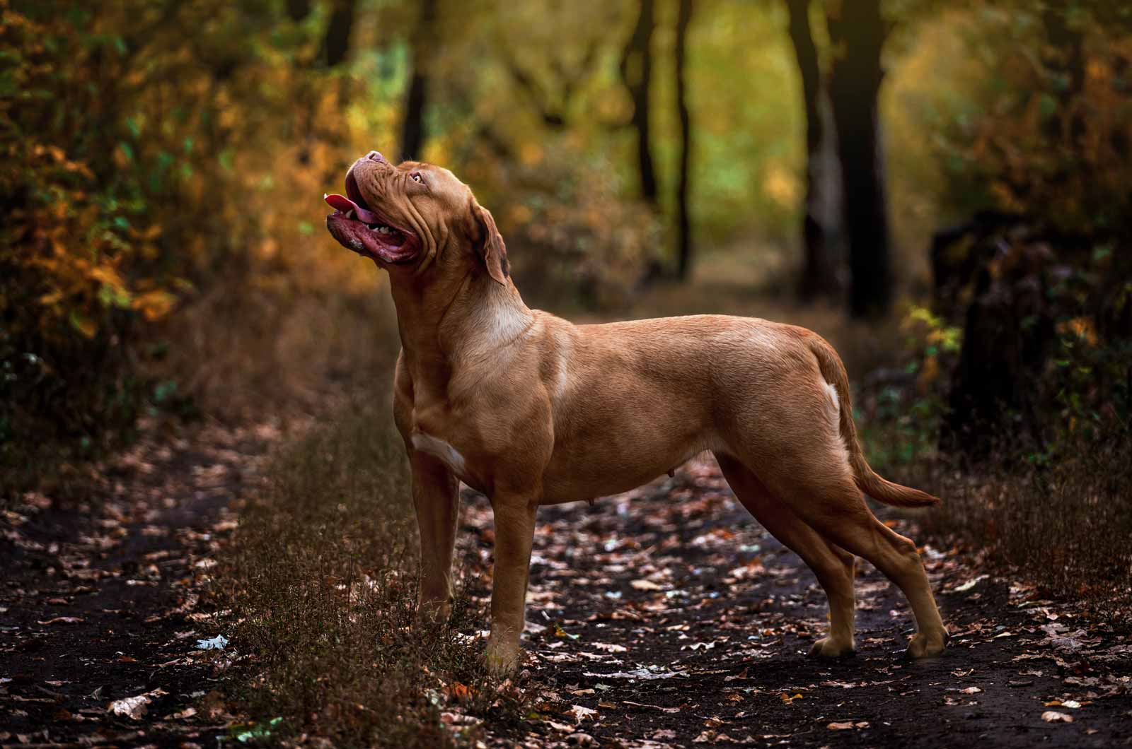 Dogue De Bordeaux/French Mastiff