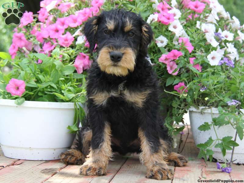 Jagdterrier