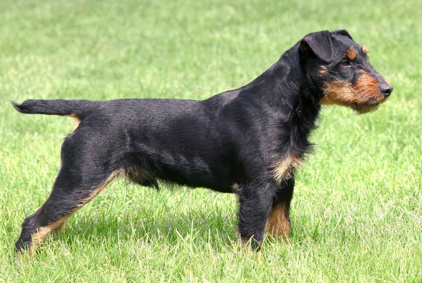 Jagdterrier