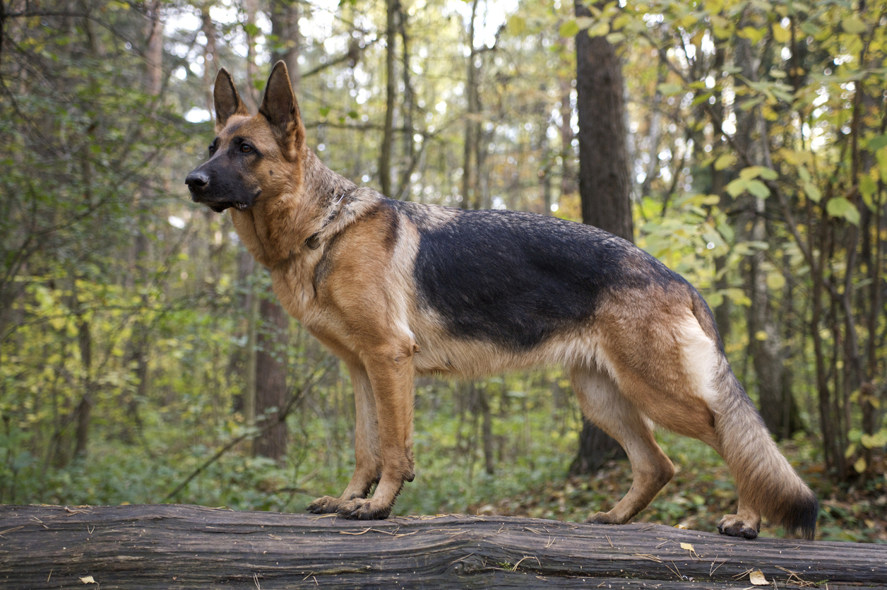 German Shedder