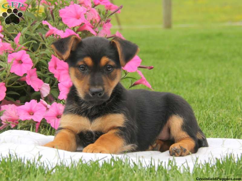 Miniature German Shepherd