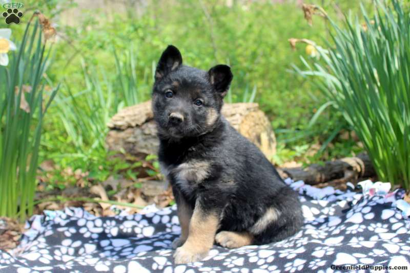 German Shepherd Mix