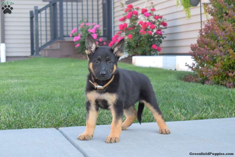 German Shedder