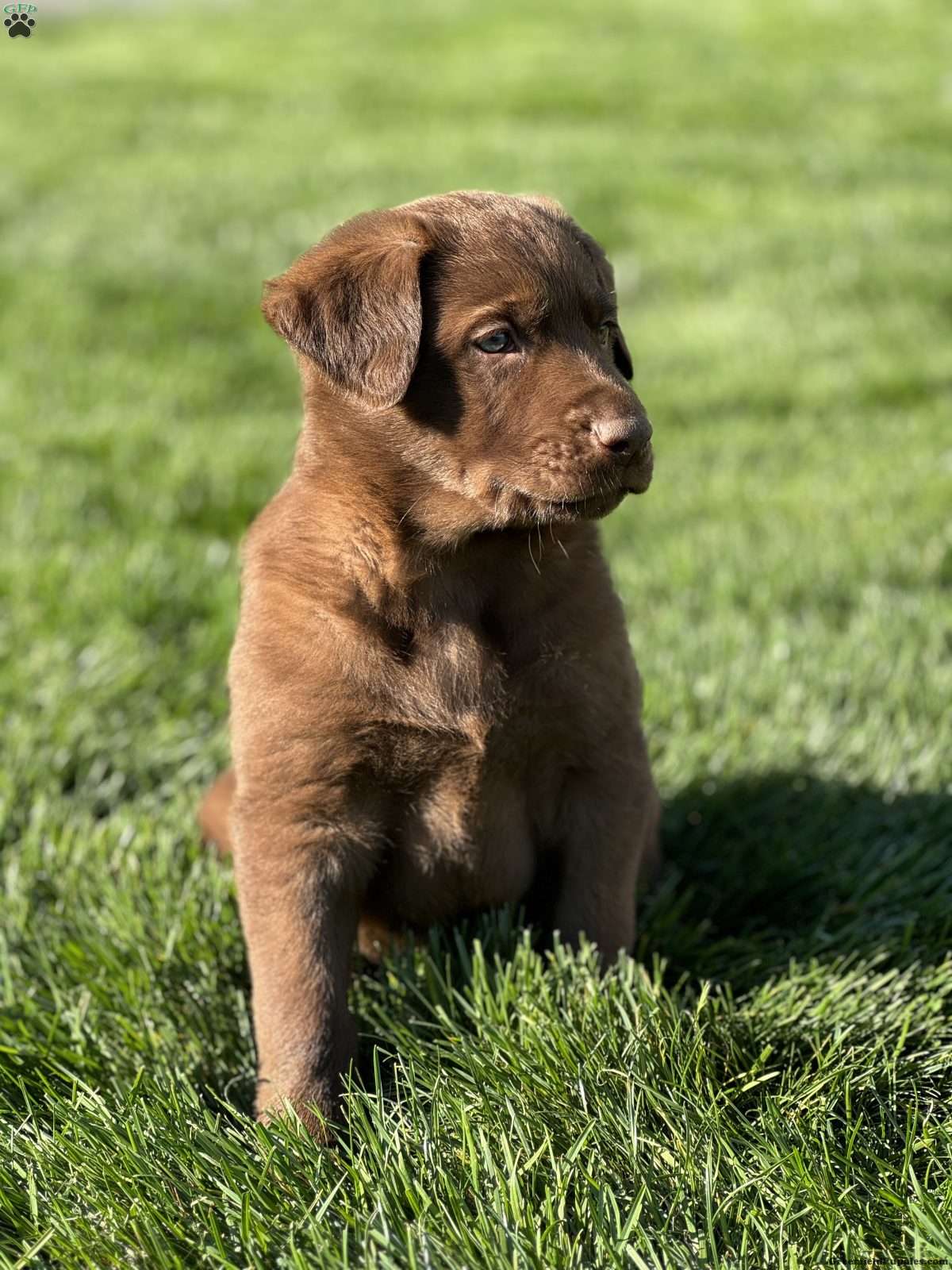 German Sheprador