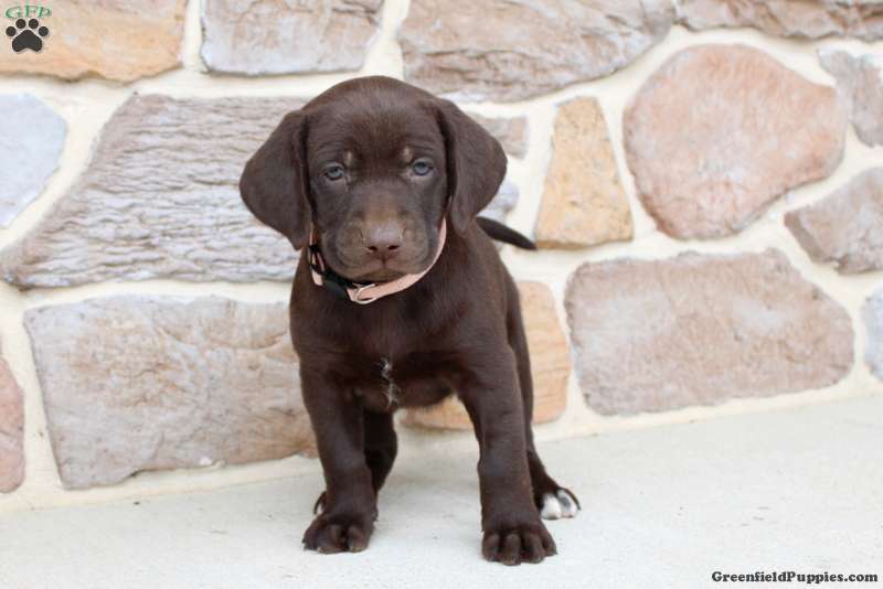 German Shorthaired Pointer Mix