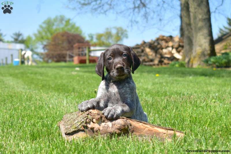 German Shorthaired Pointer