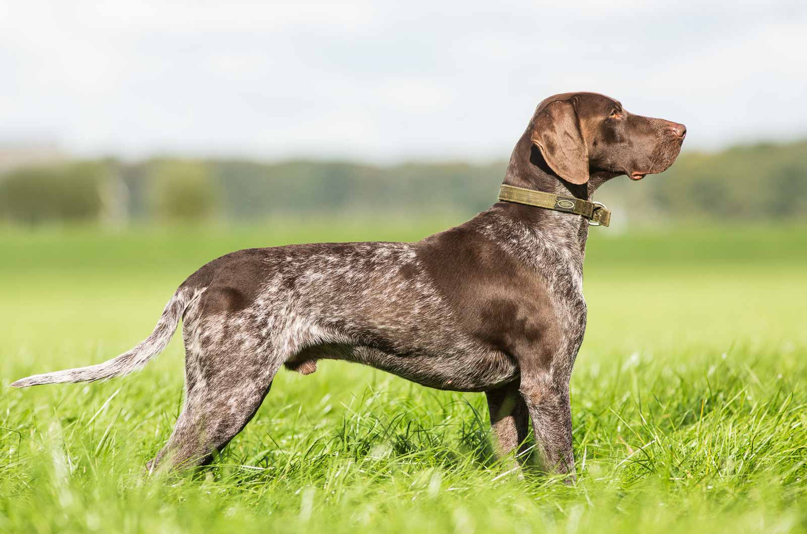 German Shorthaired Pointer